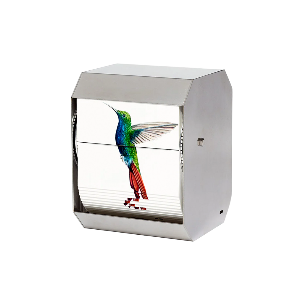 Black-Throated Mango Hummingbird