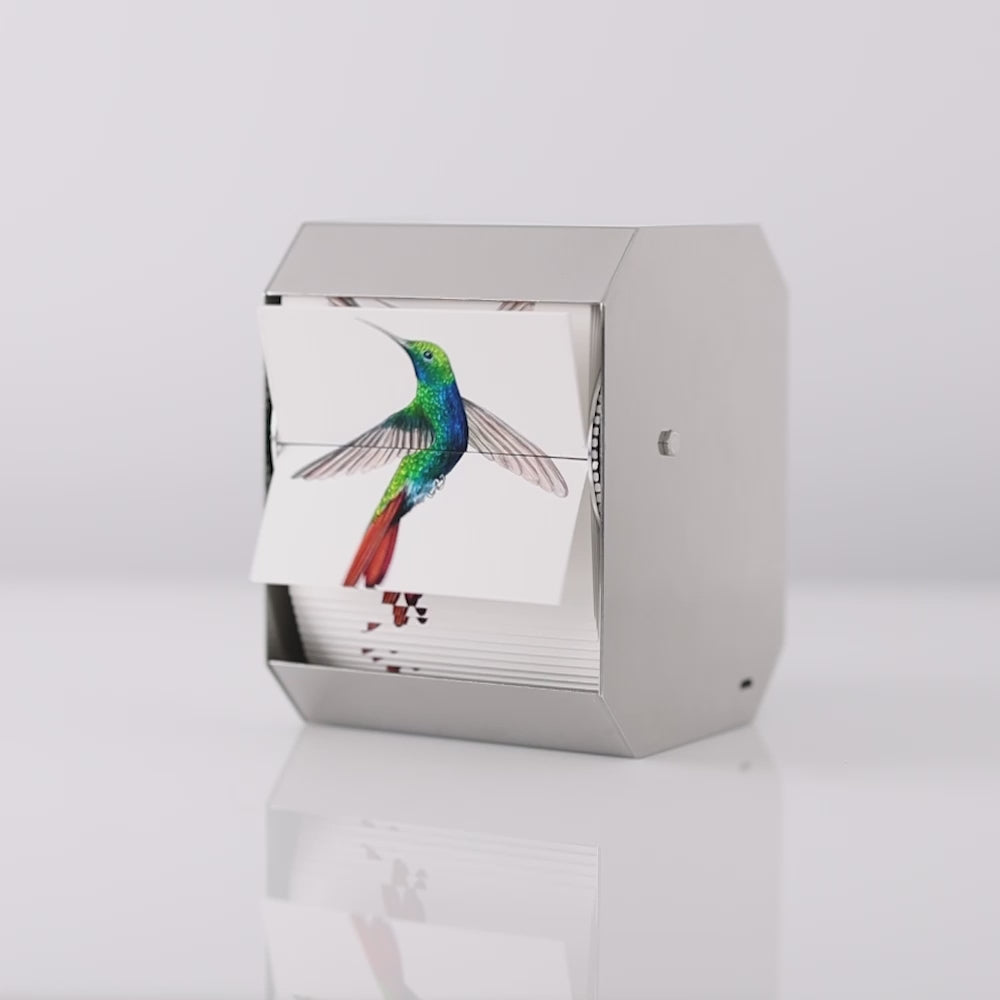 
                
                    Load and play video in Gallery viewer, Black-Throated Mango Hummingbird by J. C. Fontanive
                
            